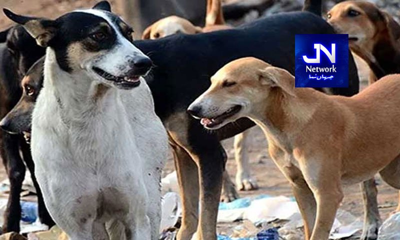 لاہور میں آوارہ کتوں کی بہتات، شہریوں کے لیے خطرہ بڑھ گیا