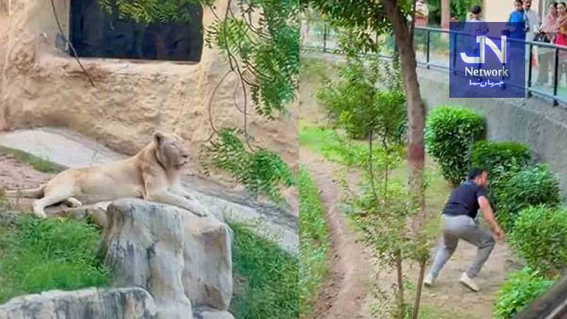 شہرکی خبریں ٹک ٹاک بنانے کا جنون، نوجوان شیر کے پنجرے میں کود گیا