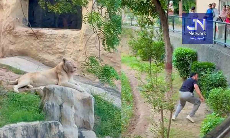 شہرکی خبریں ٹک ٹاک بنانے کا جنون، نوجوان شیر کے پنجرے میں کود گیا