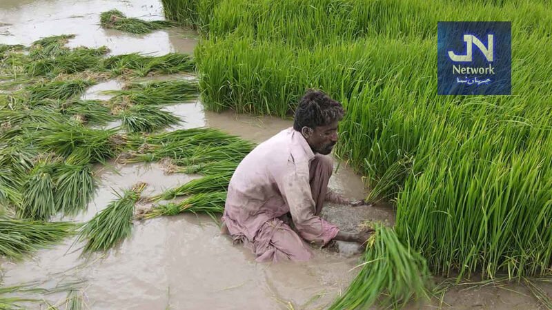 اپنا کھیت، اپنا روزگار سکیم: پنجاب حکومت نے اہلیت کا نیا فارمولا تیار کر لیا