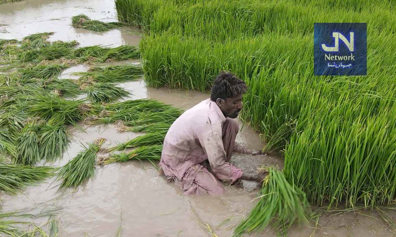 اپنا کھیت، اپنا روزگار سکیم: پنجاب حکومت نے اہلیت کا نیا فارمولا تیار کر لیا