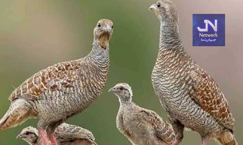 بٹیر کے شکار کے لیے سخت شرائط! لائسنس فیس 8 ہزار مقرر