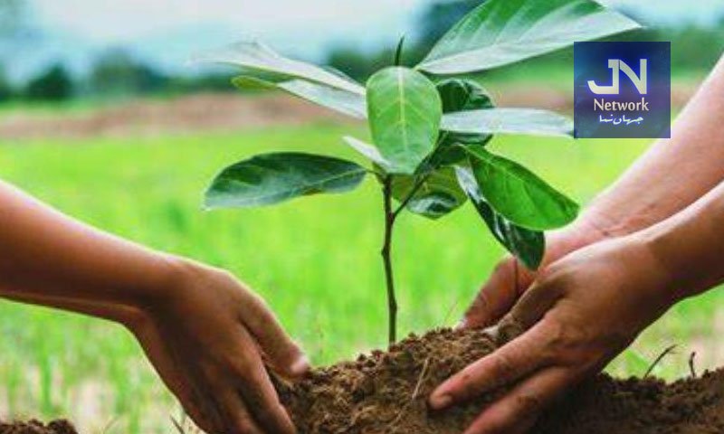 ویسٹ کولیکشن پوائنٹس پر شجرکاری کا فیصلہ