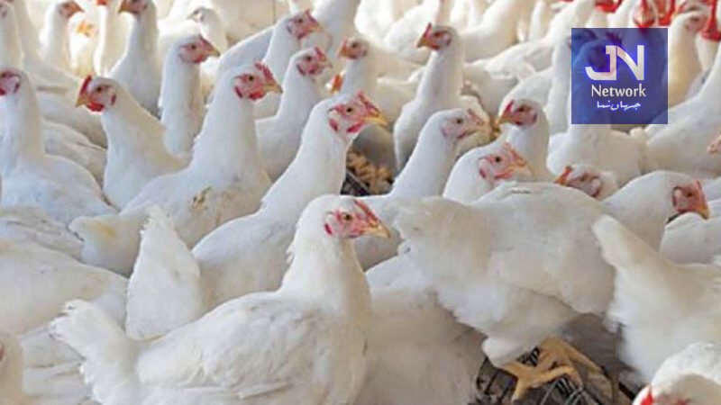 پاکستانی پولٹری فارمز کی مرغیاں انسانی صحت کیلیے کس طرح خطرناک؟