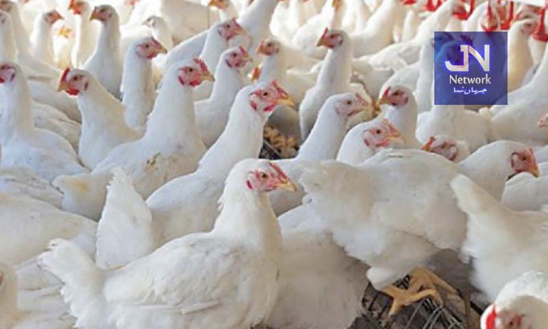 پاکستانی پولٹری فارمز کی مرغیاں انسانی صحت کیلیے کس طرح خطرناک؟